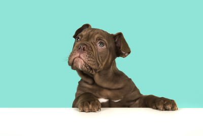 Dog looking away against blue background