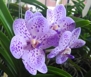 Close-up of purple orchids