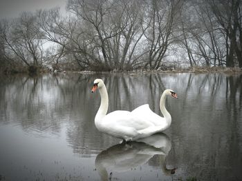 Two swans swimming in lake