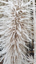 Full frame shot of frozen plants