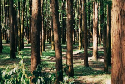 View of trees in forest