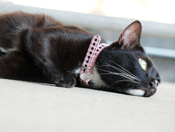 Close-up of cat resting