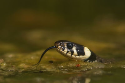 Close-up of crab in water