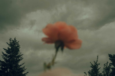 Close-up of orange flower tree against cloudy sky