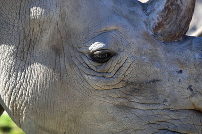 Close-up of elephant
