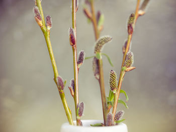 Close-up of flowering plant