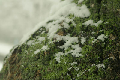 Close-up of moss on rock