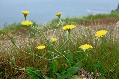 Close-up of yellow flowering plants on field