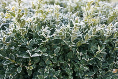 Detail shot of plants