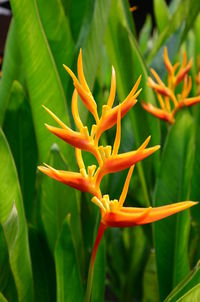 Close-up of flower against blurred background