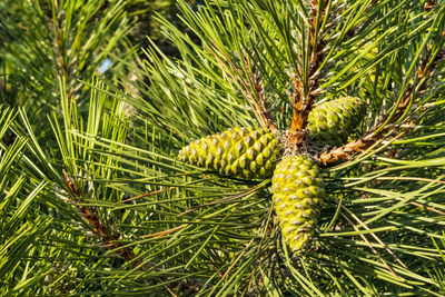 Close up pinecone in nature