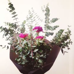 Close-up of potted plant