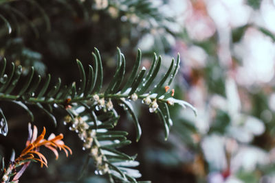 Close-up of raindrops on pine tree