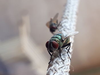 Close-up of flies on thread