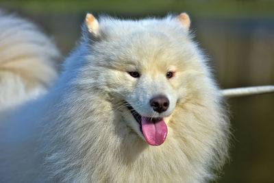 Portrait of white dog