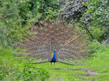 Close-up of peacock on grass