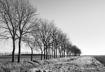 Bare tree on field against clear sky