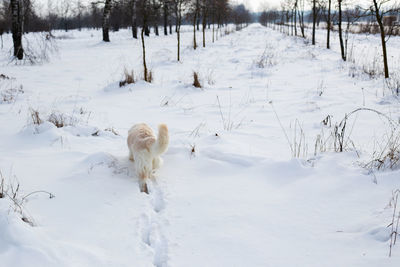 Large white labrador golden retriever dog in winter landscape runs in the snow.