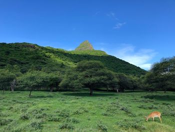 Scenic view of trees on field against sky