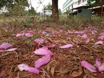 Fallen leaves on ground