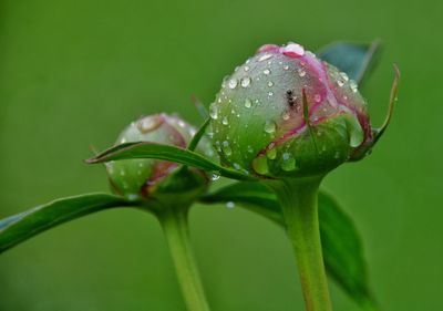 Close-up of wet flower bud