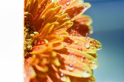 Close-up of flower in water