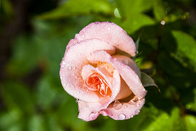 Close-up of wet pink rose