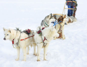 Dog in snow