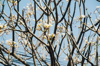 Close up of tree