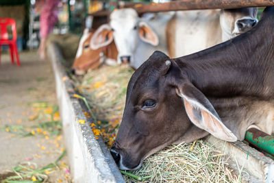 Close-up of a cow