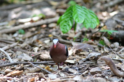 bird