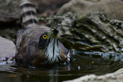 Close-up of bird in lake