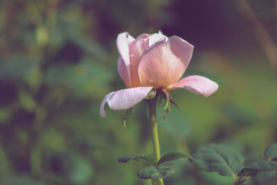 Close-up of flowering plant on field