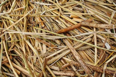 Full frame shot of dried plant