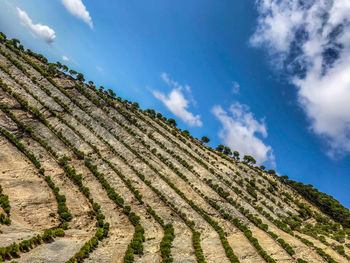 Low angle view of vineyard against sky