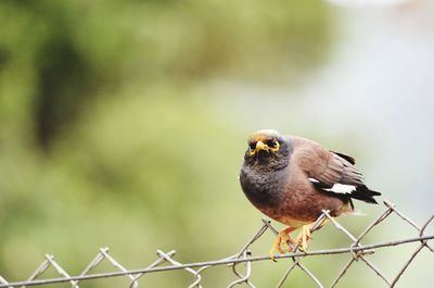 Close-up of bird perching on branch