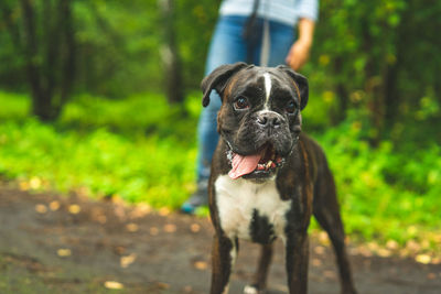 Boxer dog for a walk with the owner.