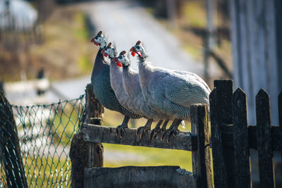 View of birds perching on wooden post