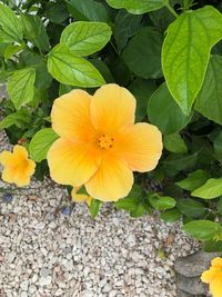 Close-up of yellow flowering plant