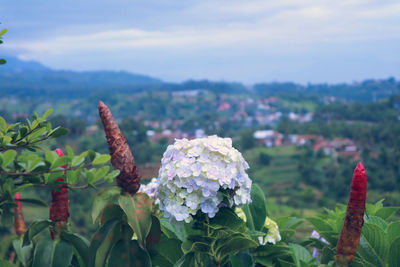 Close-up of flowering plants against sky