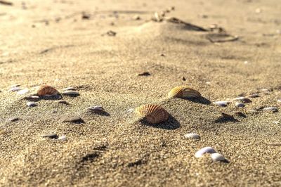 Close-up of crab on sand