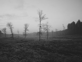 Trees on landscape against sky