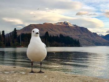 Seagull perching on lake against sky