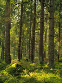 Trees in forest