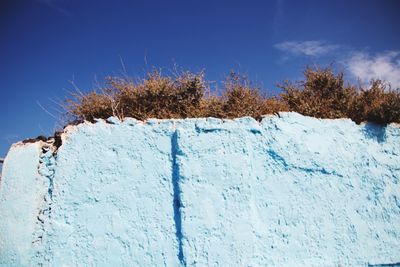 Close-up of snow covered plants against blue sky