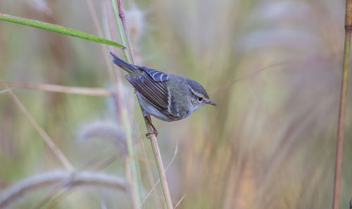 Close-up of bird perching on plant.
