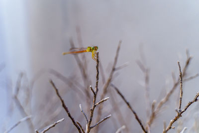 Close-up of insect on plant