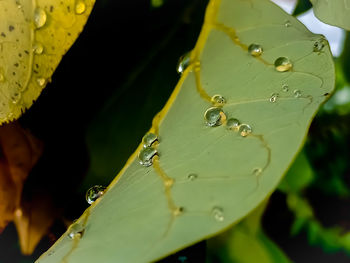 Close-up of wet spider web on leaves