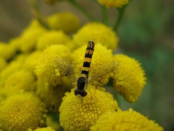 Close-up of butterfly pollinating on yellow flower