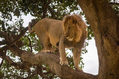 Male lion bares teeth standing by lioness